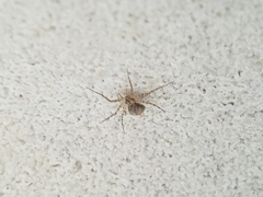 Murricia uva