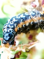 Depressaria daucella