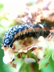 Depressaria daucella