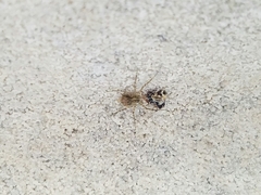 Murricia uva