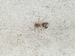 Murricia uva