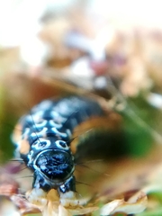 Depressaria daucella