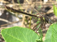 Phanogomphus cavillaris