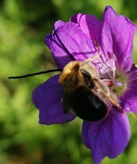 Eucera longicornis