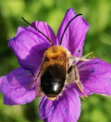 Eucera longicornis
