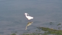 Egretta garzetta