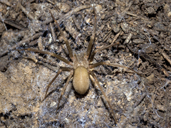 Loxosceles rufescens