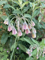 Allium siculum