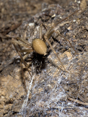 Loxosceles rufescens