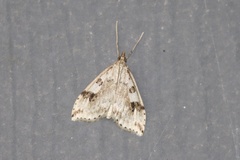 Udea washingtonalis