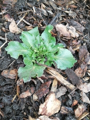 Eryngium planum