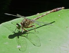 Arigomphus pallidus