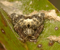 Celaenia olivacea