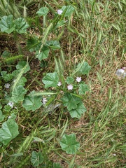 Malva neglecta