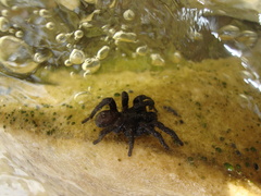 Amblyocarenum walckenaeri