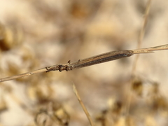 Myrmecaelurus