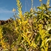 Vochysia gardneri - Photo (c) Ricardo Dislich, some rights reserved (CC BY-NC), uploaded by Ricardo Dislich