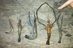 Macrobrachium spinipes