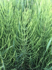 Equisetum arvense