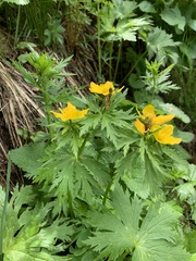 Trollius ranunculinus