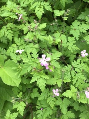 Geranium robertianum