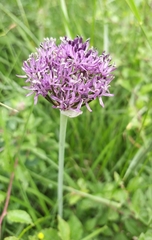 Allium cyrillii