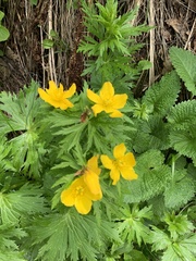 Trollius ranunculinus