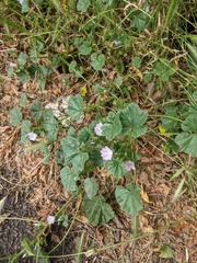 Malva neglecta