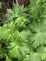 Trollius ranunculinus