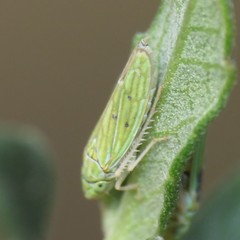 Graphocephala cythura