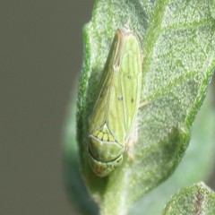 Graphocephala cythura