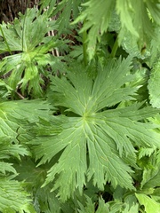 Trollius ranunculinus