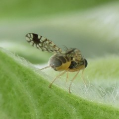 Euarestoides acutangulus
