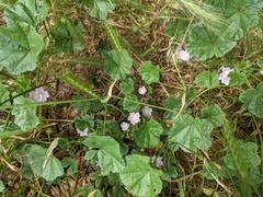 Malva neglecta