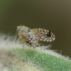 Euarestoides acutangulus