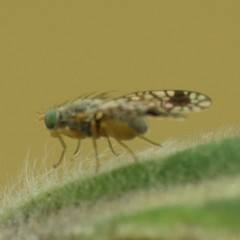 Euarestoides acutangulus