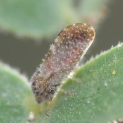 Aphalaroida pithecolobia