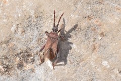 Loxocnemis dentator
