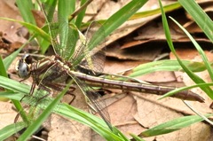 Phanogomphus minutus