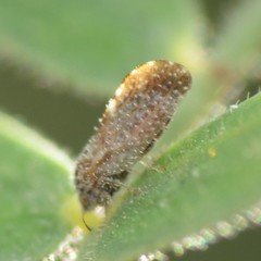 Aphalaroida pithecolobia