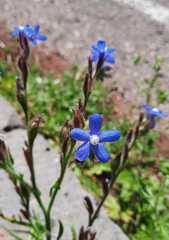Anchusa azurea