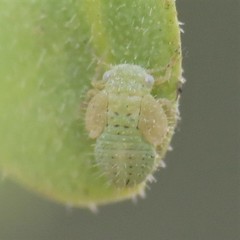 Aphalaroida pithecolobia