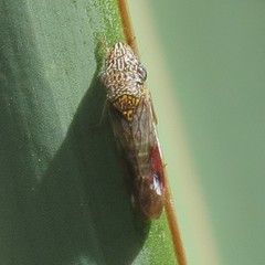 Homalodisca liturata