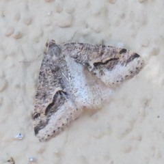 Frederickia ballandrata