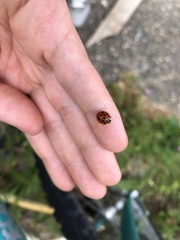 Harmonia axyridis