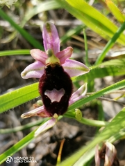 Ophrys bertolonii benacensis