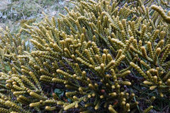 Veronica hectorii demissa