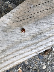 Harmonia axyridis