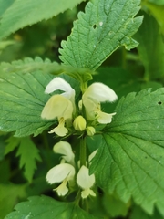Lamium album