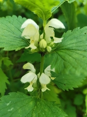 Lamium album